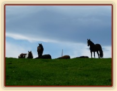 Stádo klisen odpočívá