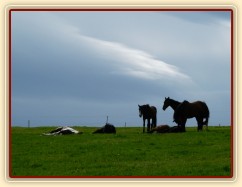 Stádo klisen odpočívá