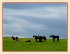 Stádo klisen odpočívá