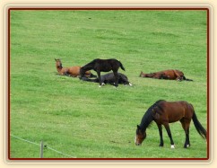 Stádo klisen odpočívá