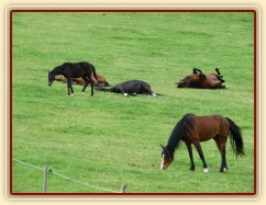 Stádo klisen odpočívá