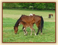 Baloo pár hodin po narození