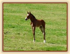 Baloo 10 dní starý