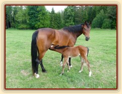 Baloo 10 dní starý