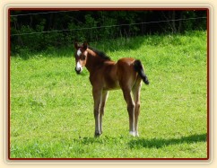 Baloo 10 dní starý