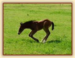 Baloo 10 dní starý