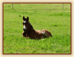 Baloo 10 dní starý