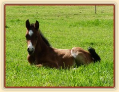 Baloo, hřebeček narozený 17.5.2012 klisně Báře po Cascavello