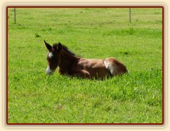 Baloo 10 dní starý