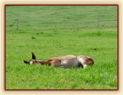 Baloo 10 dní starý