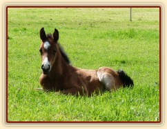 Baloo 10 dní starý