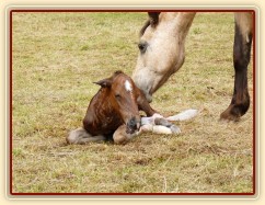 Griffin už je na světě:-)
