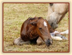 Griffin už je na světě:-)
