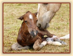 Griffin už je na světě:-)