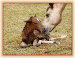 Griffin už je na světě:-)