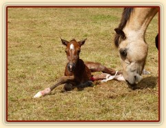 První pokusy o vstávání...