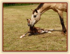 První pokusy o vstávání...