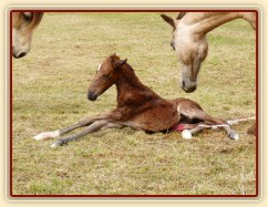 První pokusy o vstávání...