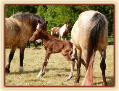 Griffin poprvé na nohou:-)