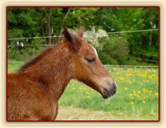 Griffin asi hodinu po narození