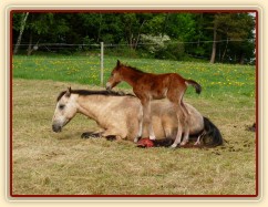 Griffin asi hodinu po narození