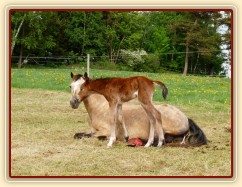 Griffin asi hodinu po narození