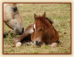 Griffin asi hodinu po narození