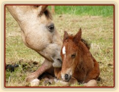 Griffin asi hodinu po narození