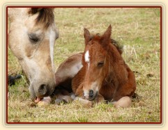 Griffin asi hodinu po narození