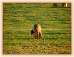 Grifin jeden den starý