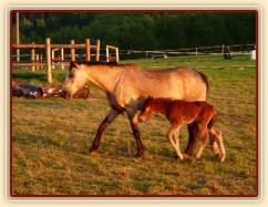 Grifin jeden den starý