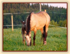 Grifin jeden den starý