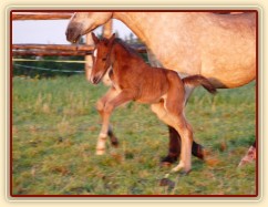 Grifin jeden den starý