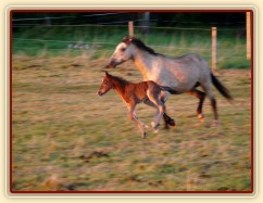 Grifin jeden den starý