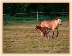 Grifin jeden den starý