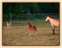 Kdo je větší, kůň nebo pes? :-)