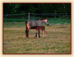 Griffin jeden den starý