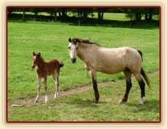 Griffin týden starý
