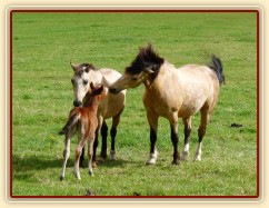 Griffin týden starý