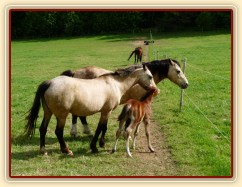 Griffin týden starý