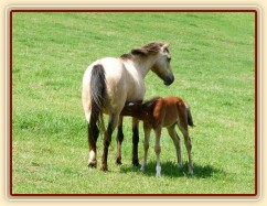 Griffin 13 dní starý