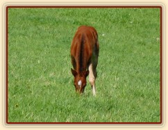 Griffin 13 dní starý