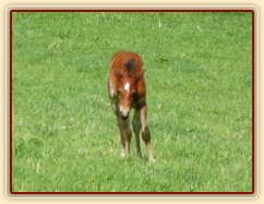 Griffin 13 dní starý