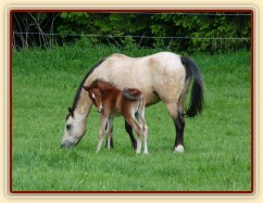 Griffin 13 dní starý