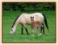 Griffin the Braveheart, hřebeček narozený 14.5.2012 klisně Greisy po Klootwijkhoeve's Vidar