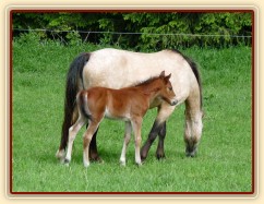 Griffin 13 dní starý