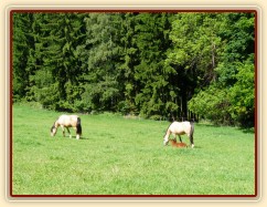 Griffin 13 dní starý