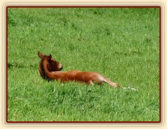 Griffin 13 dní starý