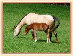 Griffin 13 dní starý