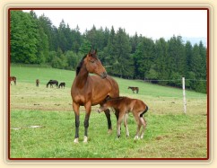 Baloo pár hodin po narození